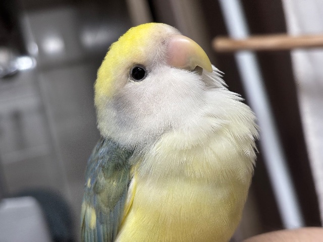 왕가슴