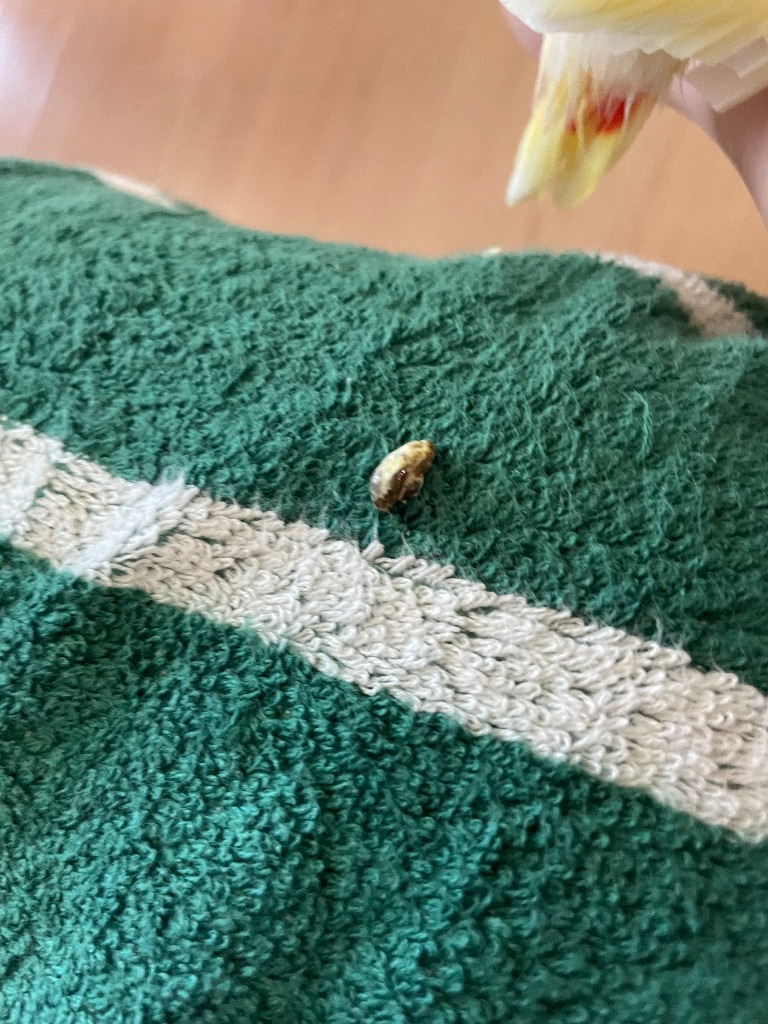 오늘아침부터 계속 털을 부풀리면서 눈을 감아요 아무리 봐도 아픈거같아서요 제가 최근에 생식